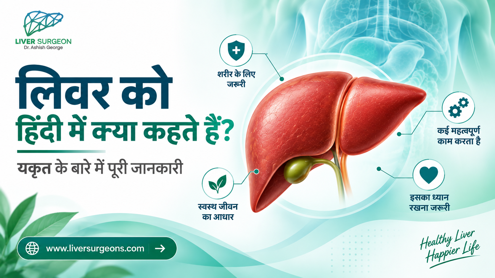 लिवर को हिंदी में क्या कहते हैं? यकृत के बारे में पूरी जानकारी